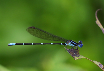 Argia sedula, male